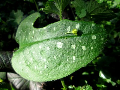 Geflecktes Lungenkraut (Pulmonaria officinalis) in Sankt Arnual