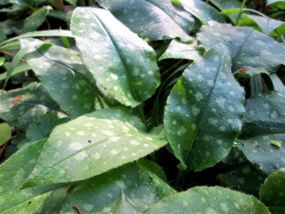 Geflecktes Lungenkraut (Pulmonaria officinalis) am Hauptfriedhof in Alt-Saarbrücken