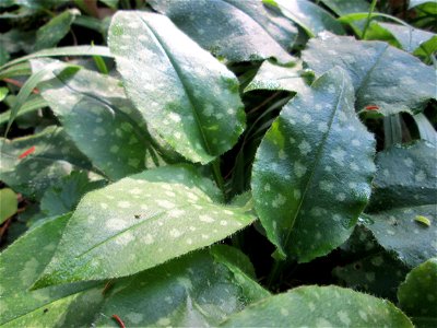 Geflecktes Lungenkraut (Pulmonaria officinalis) am Hauptfriedhof in Alt-Saarbrücken