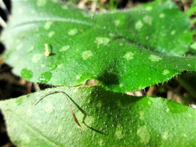 Geflecktes Lungenkraut (Pulmonaria officinalis) am Hauptfriedhof in Alt-Saarbrücken