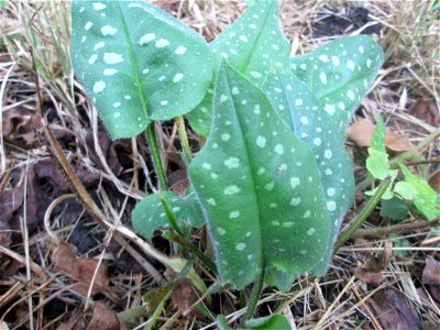 Geflecktes Lungenkraut (Pulmonaria officinalis) am Hauptfriedhof in Alt-Saarbrücken