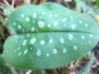 Geflecktes Lungenkraut (Pulmonaria officinalis) am Hauptfriedhof in Alt-Saarbrücken