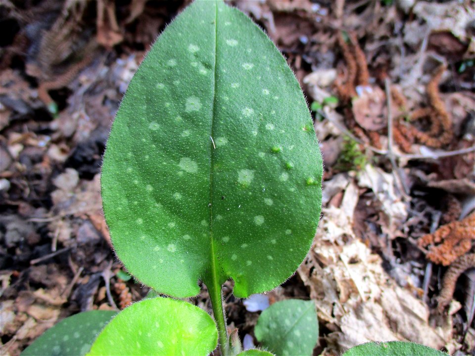 Geflecktes Lungenkraut (Pulmonaria officinalis) im Naturschutzgebiet „Birzberg, Honigsack/Kappelberghang“
