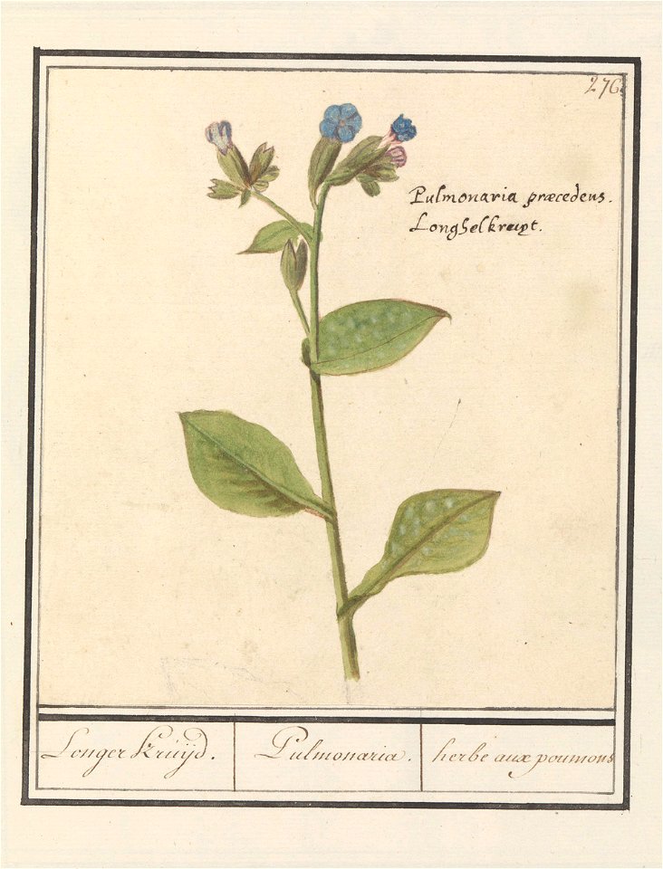 IdentificatieTitel(s): Gevlekt longkruid (Pulmonaria officinalis)Longer Kruijd. / Pulmonaria. / herbe aux poumons (titel op object)Objecttype: tekening Objectnummer: RP-T-BR-2017-1-10-80Omschrijving: 