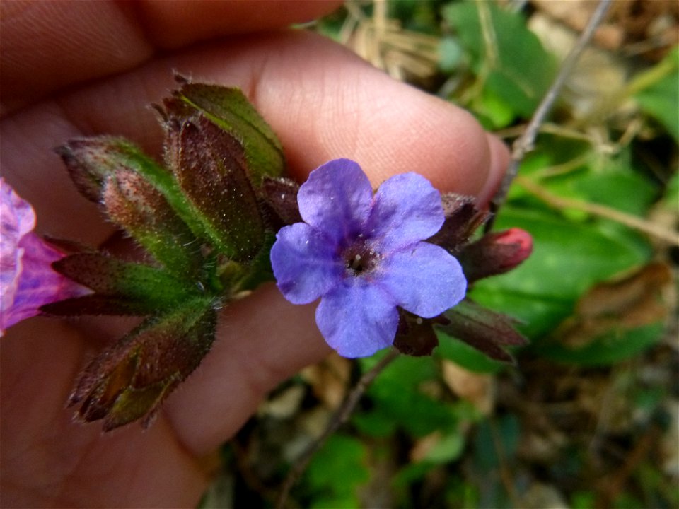 Lungwort (Pulmonaria officinalis)