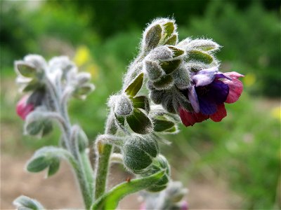 Gewöhnliche Hundszunge (Cynoglossum officinale) in Hockenheim