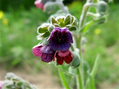 Gewöhnliche Hundszunge (Cynoglossum officinale) in Hockenheim
