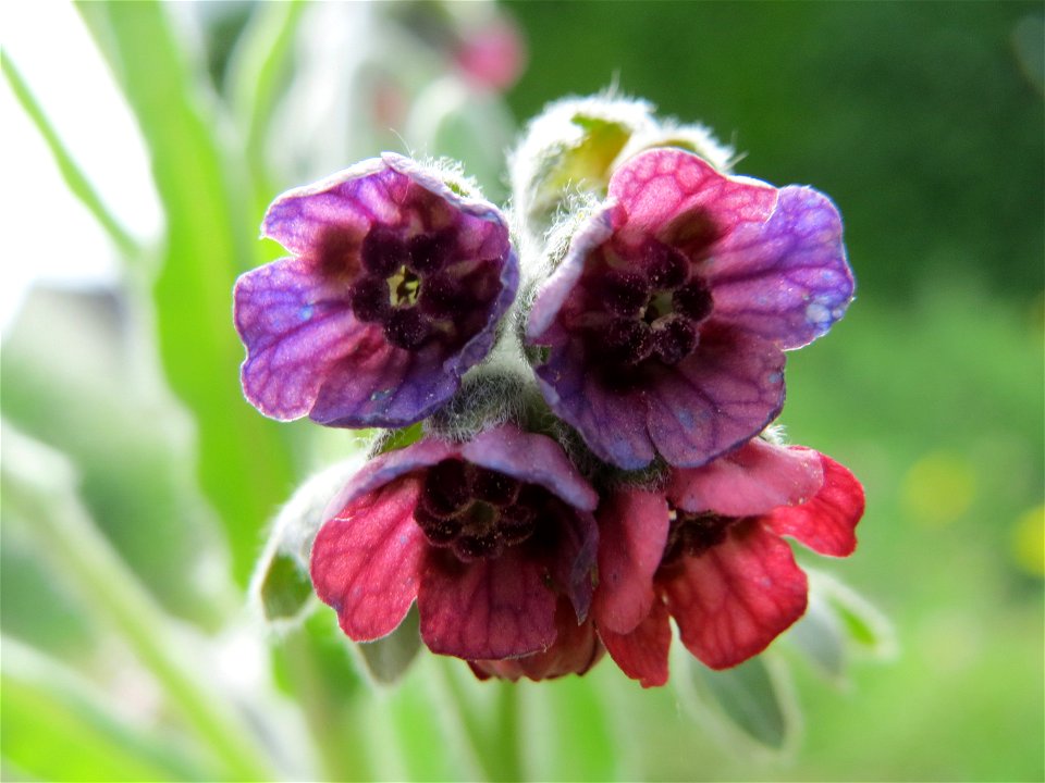 Gewöhnliche Hundszunge (Cynoglossum officinale) in Hockenheim