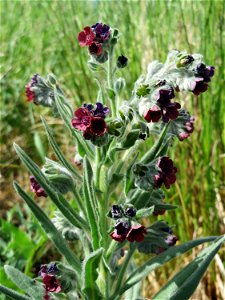 Gewöhnliche Hundszunge (Cynoglossum officinale) im Naturschutzgebiet Alter Bahndamm