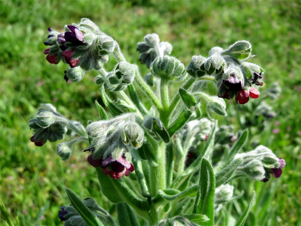 Gewöhnliche Hundszunge (Cynoglossum officinale) im Naturschutzgebiet Alter Bahndamm