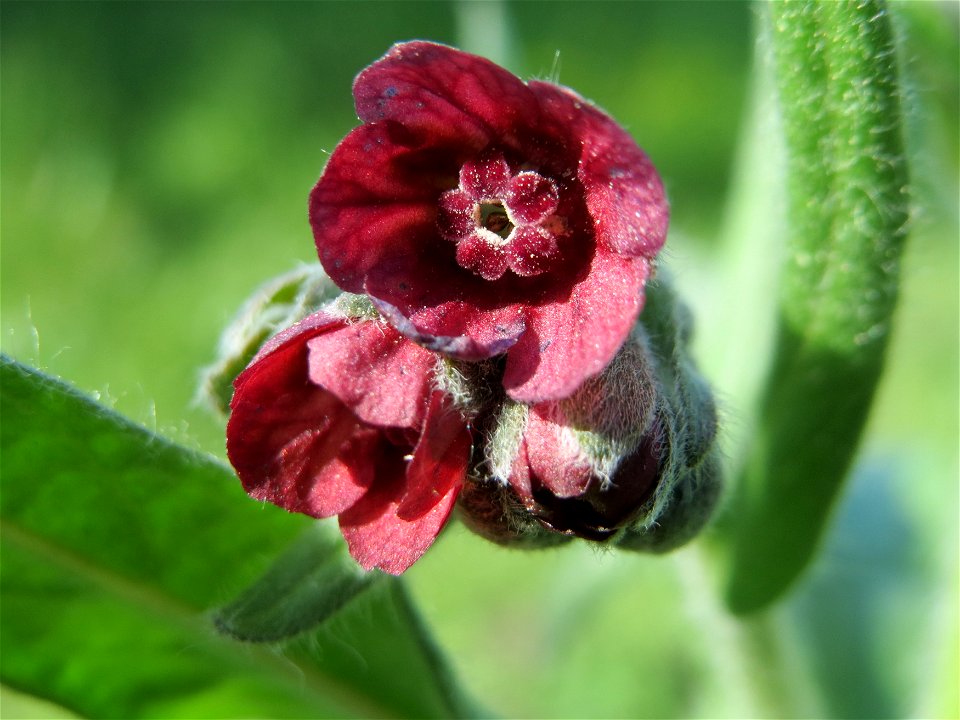Gewöhnliche Hundszunge (Cynoglossum officinale) im Naturschutzgebiet Wagbachniederung