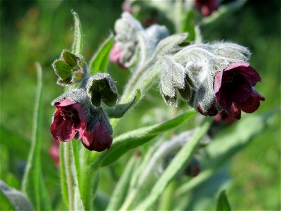 Gewöhnliche Hundszunge (Cynoglossum officinale) im Naturschutzgebiet Wagbachniederung