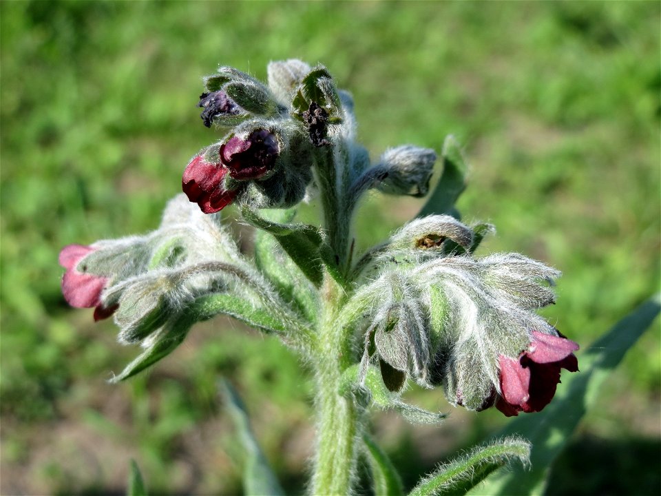 Gewöhnliche Hundszunge (Cynoglossum officinale) im Naturschutzgebiet Wagbachniederung