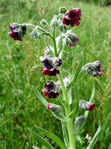 Gewöhnliche Hundszunge (Cynoglossum officinale) auf der Friedenshöhe (Naturschutzgebiet Oftersheimer Dünen)