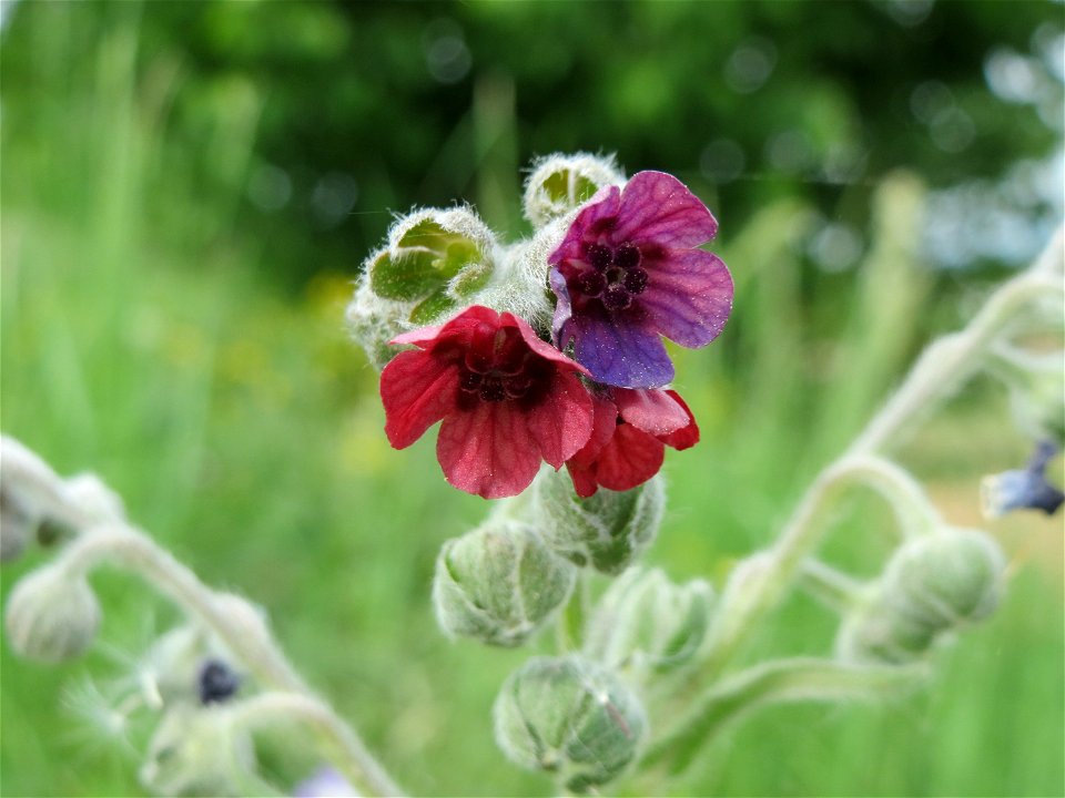 Gewöhnliche Hundszunge (Cynoglossum officinale) auf der Friedenshöhe (Naturschutzgebiet Oftersheimer Dünen)
