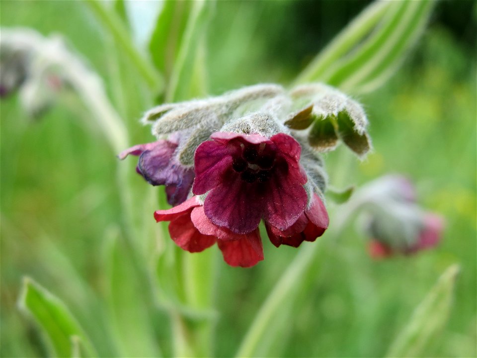 Gewöhnliche Hundszunge (Cynoglossum officinale) auf der Friedenshöhe (Naturschutzgebiet Oftersheimer Dünen)