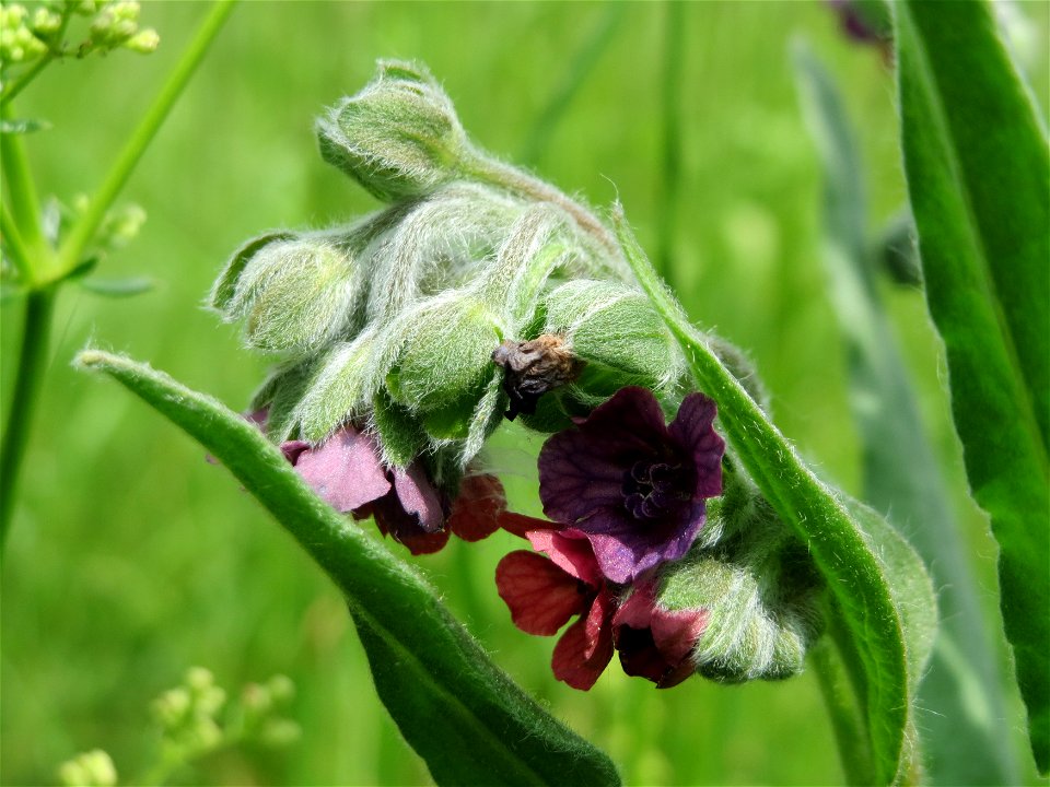 Gewöhnliche Hundszunge (Cynoglossum officinale) in Hockenheim-Talhaus