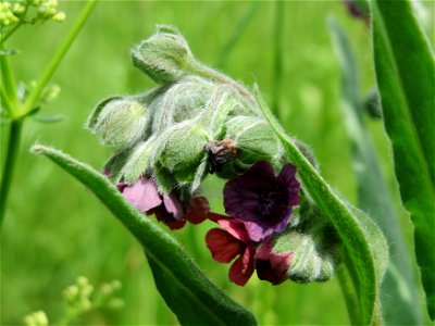 Gewöhnliche Hundszunge (Cynoglossum officinale) in Hockenheim-Talhaus