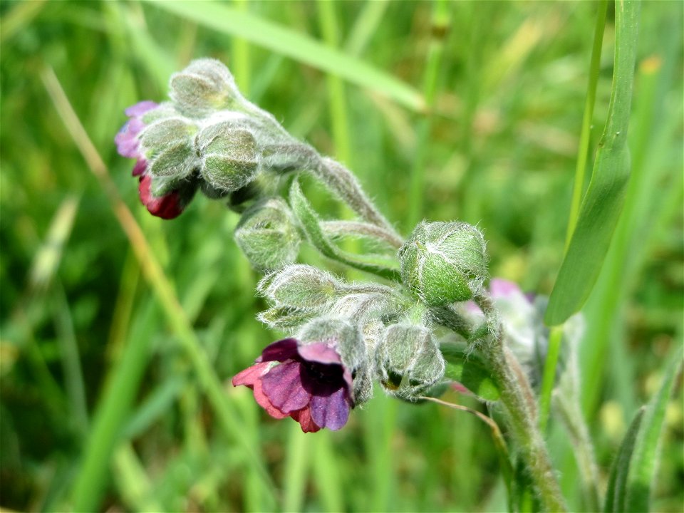 Gewöhnliche Hundszunge (Cynoglossum officinale) in Hockenheim-Talhaus