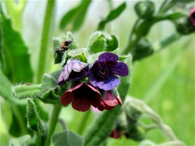 Gewöhnliche Hundszunge (Cynoglossum officinale) in Hockenheim-Talhaus