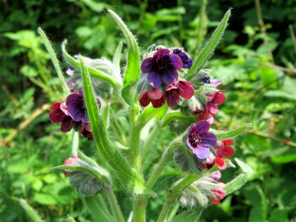 Gewöhnliche Hundszunge (Cynoglossum officinale) in den Horststückern im Landschaftsschutzgebiet Hockenheimer Rheinbogen