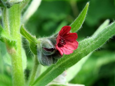 Gewöhnliche Hundszunge (Cynoglossum officinale) in den Horststückern im Landschaftsschutzgebiet Hockenheimer Rheinbogen