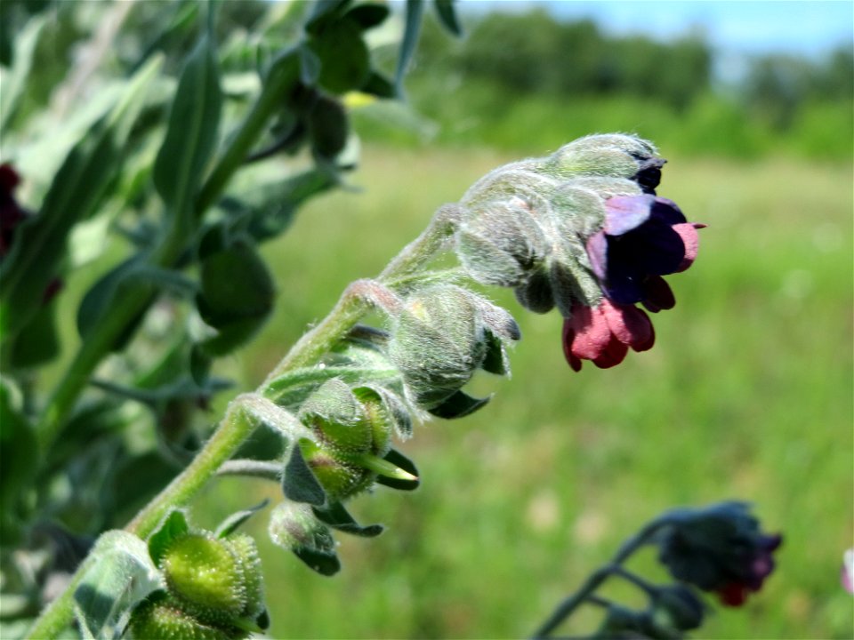Gewöhnliche Hundszunge (Cynoglossum officinale) in den Horststückern im Landschaftsschutzgebiet Hockenheimer Rheinbogen