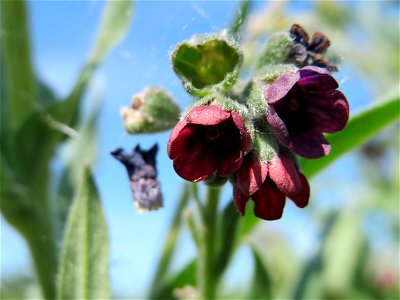 Gewöhnliche Hundszunge (Cynoglossum officinale) in den Horststückern im Landschaftsschutzgebiet Hockenheimer Rheinbogen