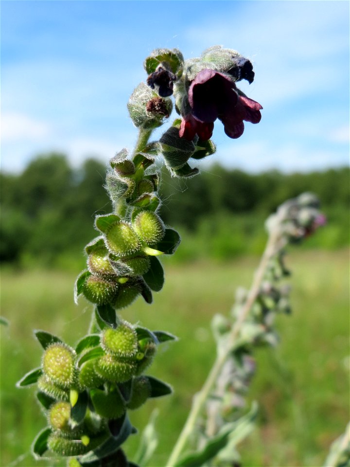 Gewöhnliche Hundszunge (Cynoglossum officinale) in den Horststückern im Landschaftsschutzgebiet Hockenheimer Rheinbogen