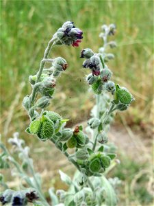 Gewöhnliche Hundszunge (Cynoglossum officinale) bei Neulußheim