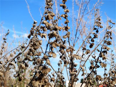 Gewöhnliche Hundszunge (Cynoglossum officinale) in Hockenheim-Talhaus