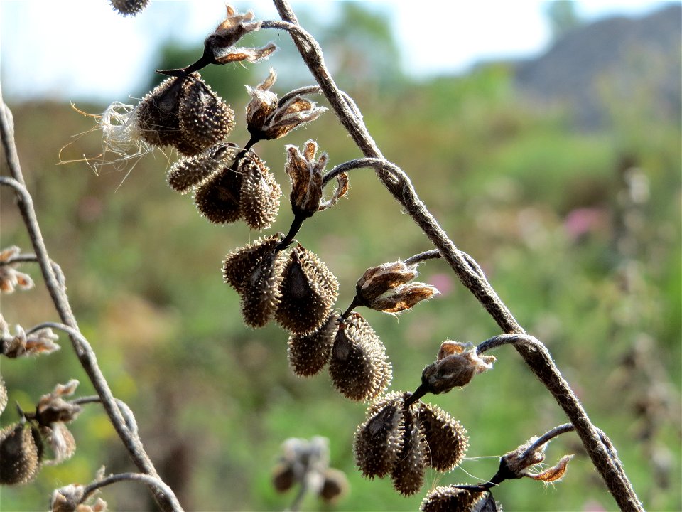 Gewöhnliche Hundszunge (Cynoglossum officinale) in Hockenheim-Talhaus