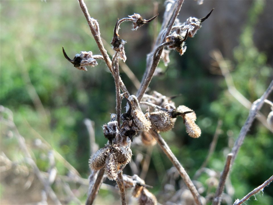 Gewöhnliche Hundszunge (Cynoglossum officinale) in Hockenheim-Talhaus