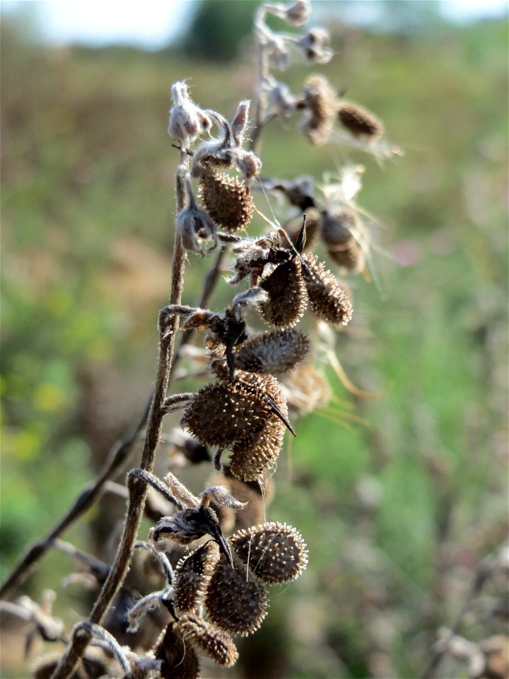 Gewöhnliche Hundszunge (Cynoglossum officinale) in Hockenheim-Talhaus