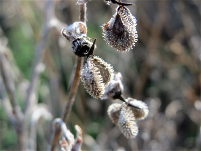 Gewöhnliche Hundszunge (Cynoglossum officinale) in Hockenheim-Talhaus
