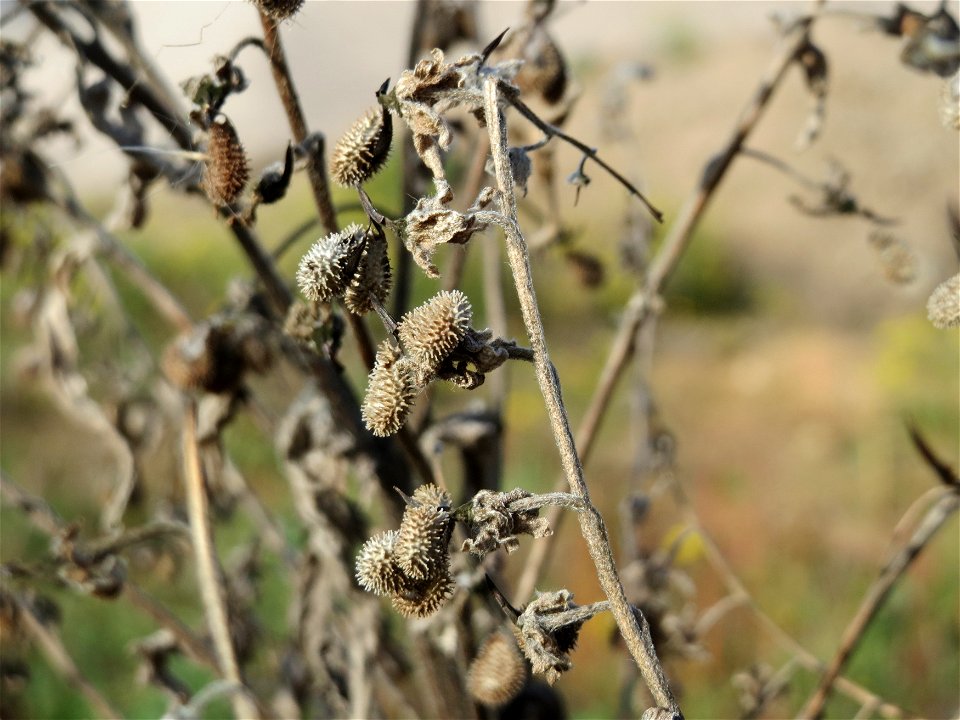 Gewöhnliche Hundszunge (Cynoglossum officinale) in Hockenheim-Talhaus