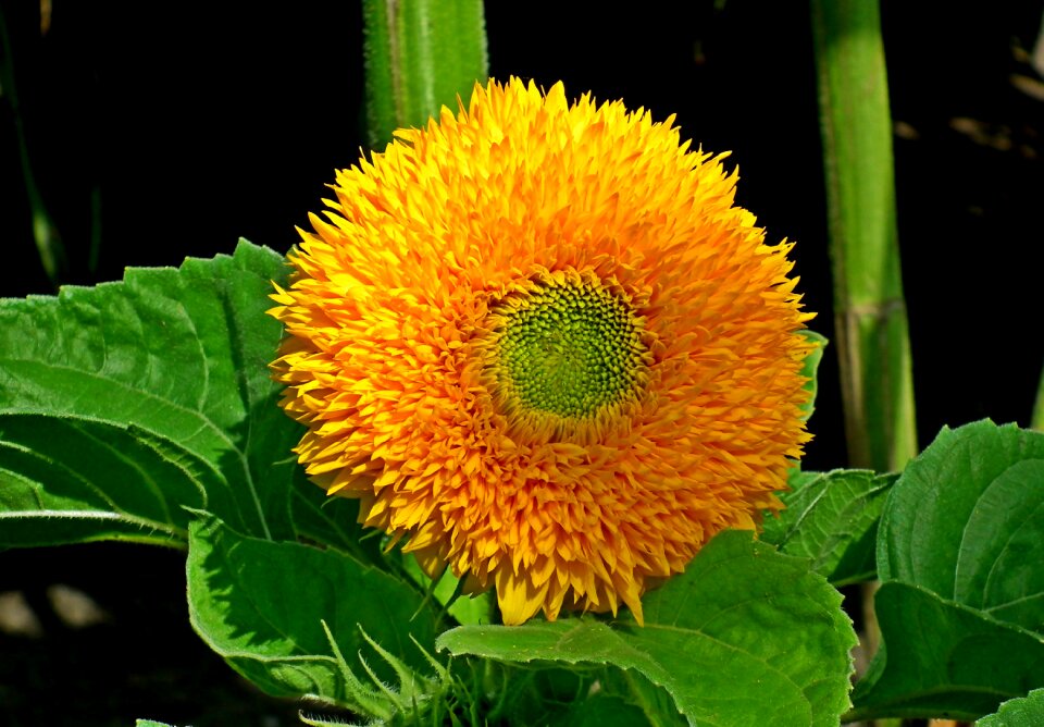 Summer the petals flowering
