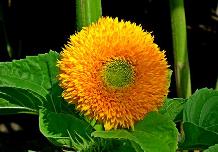 Summer the petals flowering