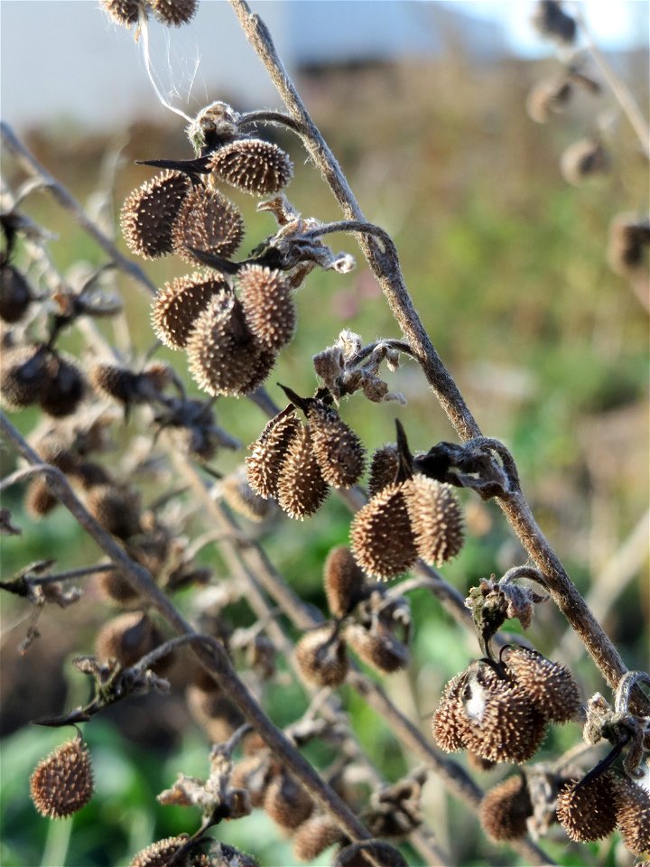 Gewöhnliche Hundszunge (Cynoglossum officinale) in Hockenheim-Talhaus