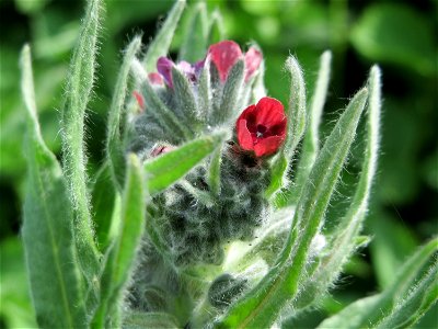 Gewöhnliche Hundszunge (Cynoglossum officinale) in den Horststückern im Landschaftsschutzgebiet „Hockenheimer Rheinbogen“