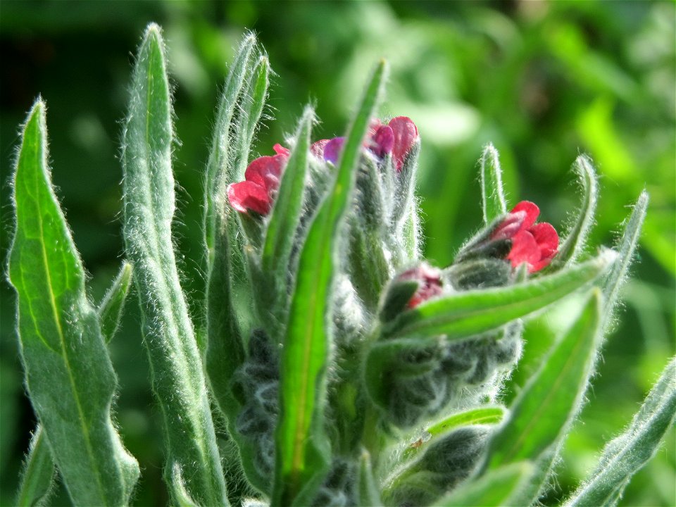 Gewöhnliche Hundszunge (Cynoglossum officinale) in den Horststückern im Landschaftsschutzgebiet „Hockenheimer Rheinbogen“