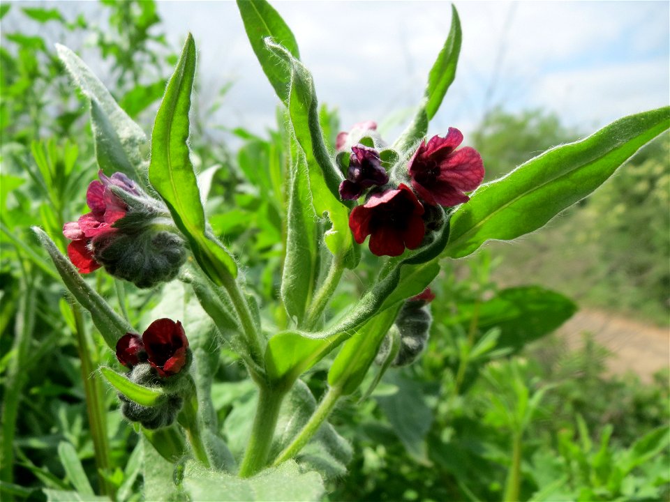 Gewöhnliche Hundszunge (Cynoglossum officinale) an der Sandgrube Lambsheim