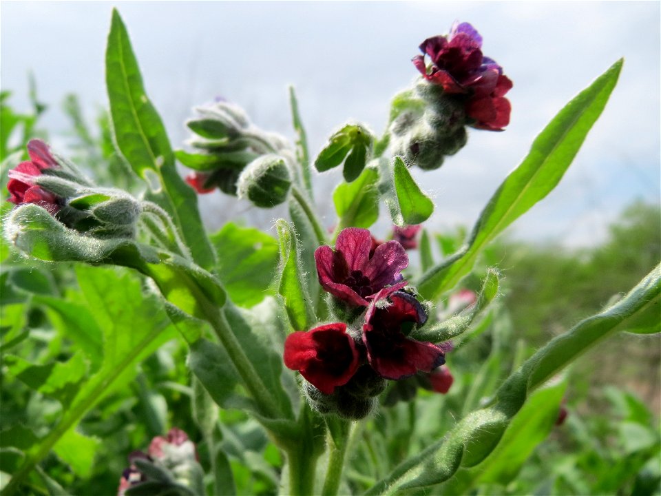 Gewöhnliche Hundszunge (Cynoglossum officinale) an der Sandgrube Lambsheim