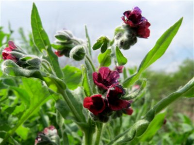 Gewöhnliche Hundszunge (Cynoglossum officinale) an der Sandgrube Lambsheim