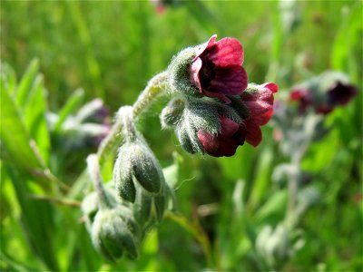 Gewöhnliche Hundszunge (Cynoglossum officinale) in den Horststückern im Landschaftsschutzgebiet Hockenheimer Rheinbogen