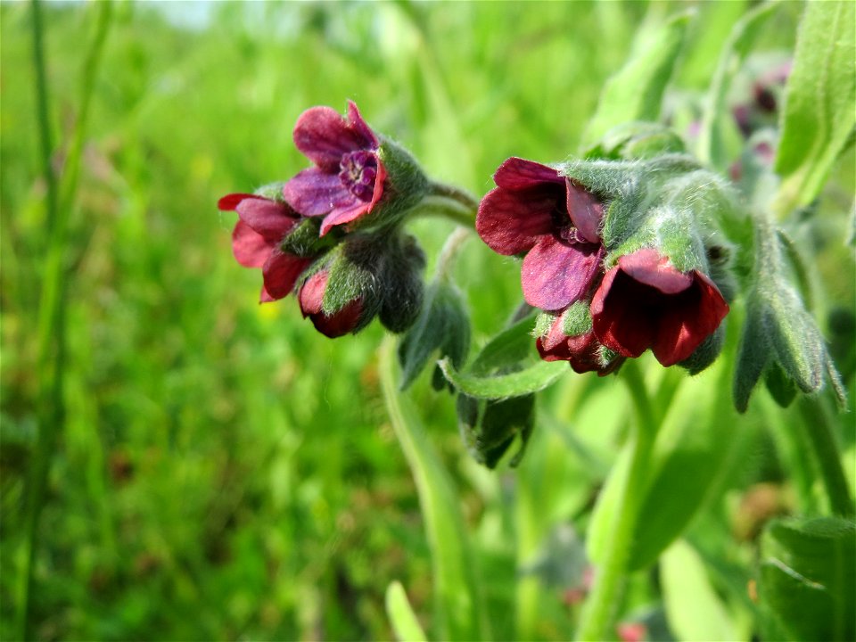 Gewöhnliche Hundszunge (Cynoglossum officinale) in den Horststückern im Landschaftsschutzgebiet Hockenheimer Rheinbogen