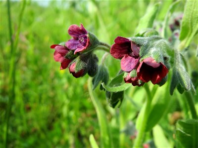Gewöhnliche Hundszunge (Cynoglossum officinale) in den Horststückern im Landschaftsschutzgebiet Hockenheimer Rheinbogen