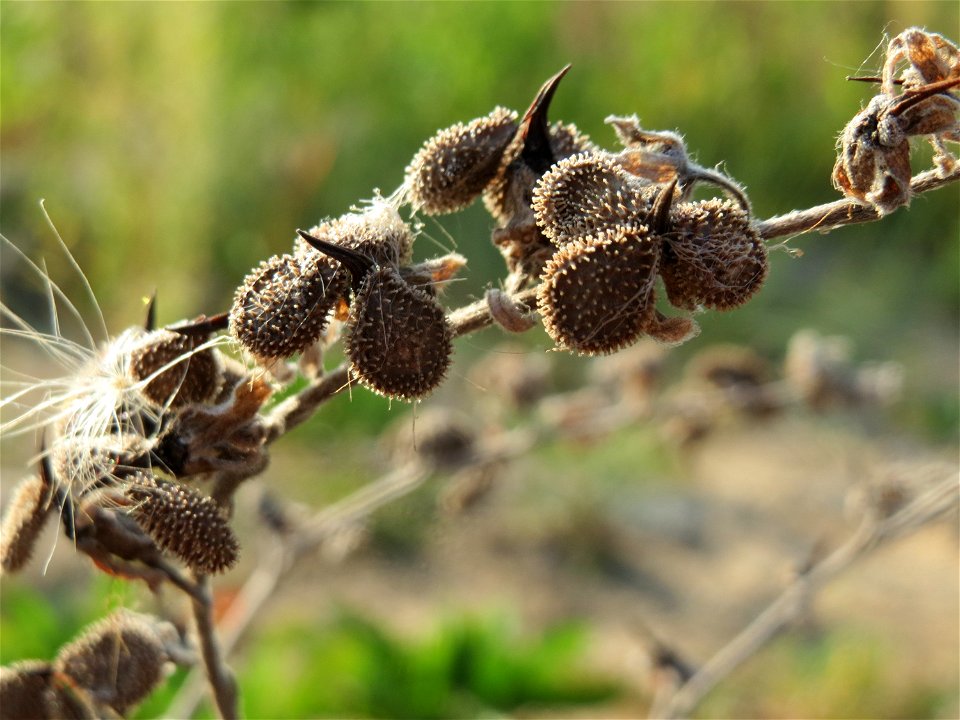 Samen der Gewöhnlichen Hundszunge (Cynoglossum officinale) auf einer Ruderalfläche in Hockenheim-Talhaus