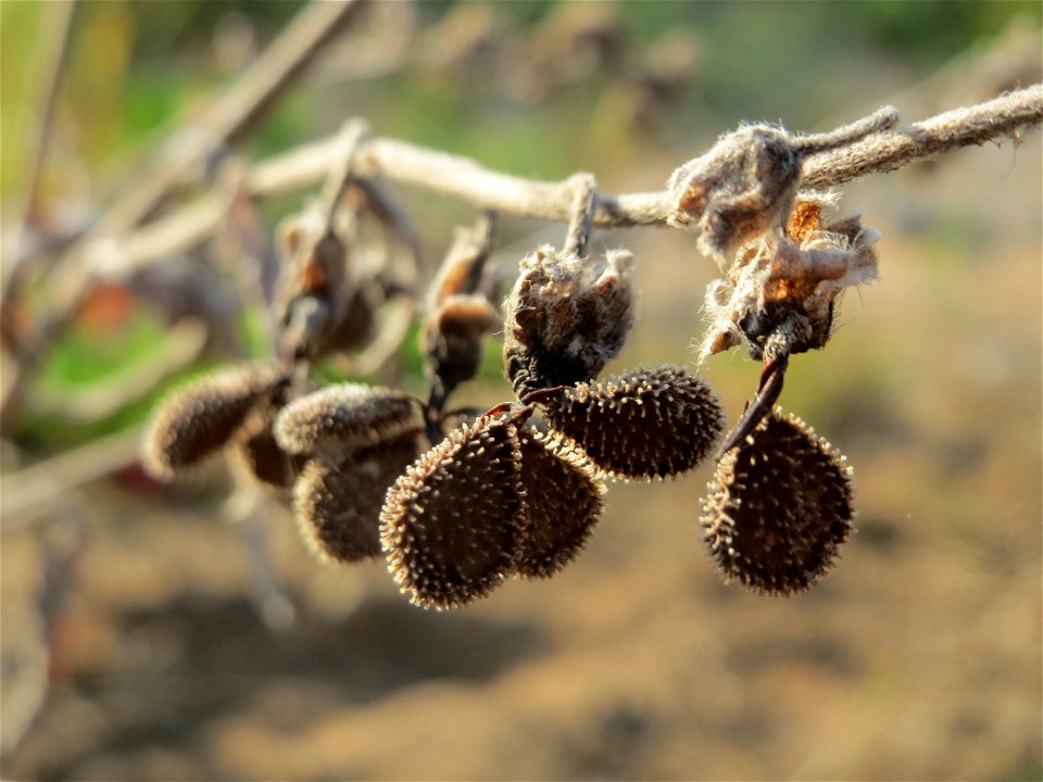 Samen der Gewöhnlichen Hundszunge (Cynoglossum officinale) auf einer Ruderalfläche in Hockenheim-Talhaus