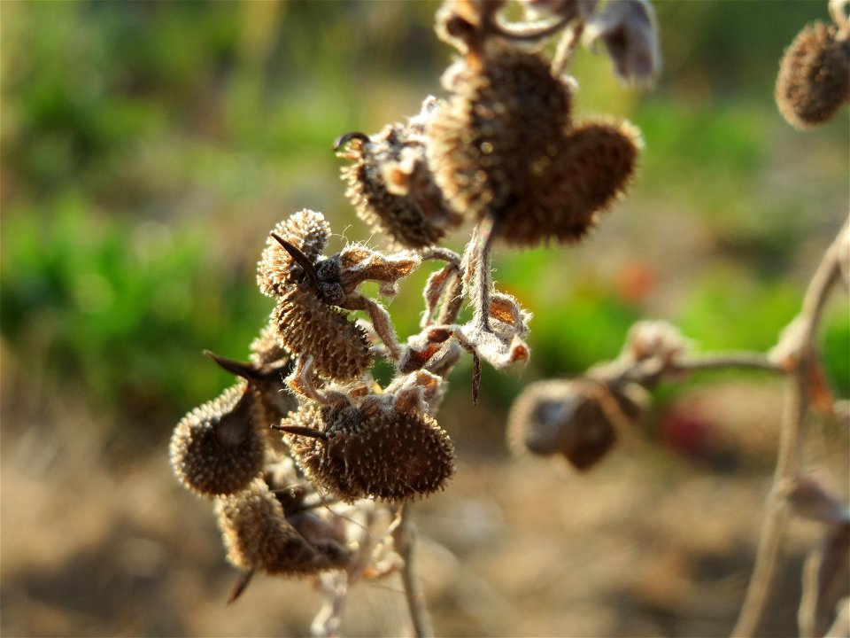 Samen der Gewöhnlichen Hundszunge (Cynoglossum officinale) auf einer Ruderalfläche in Hockenheim-Talhaus